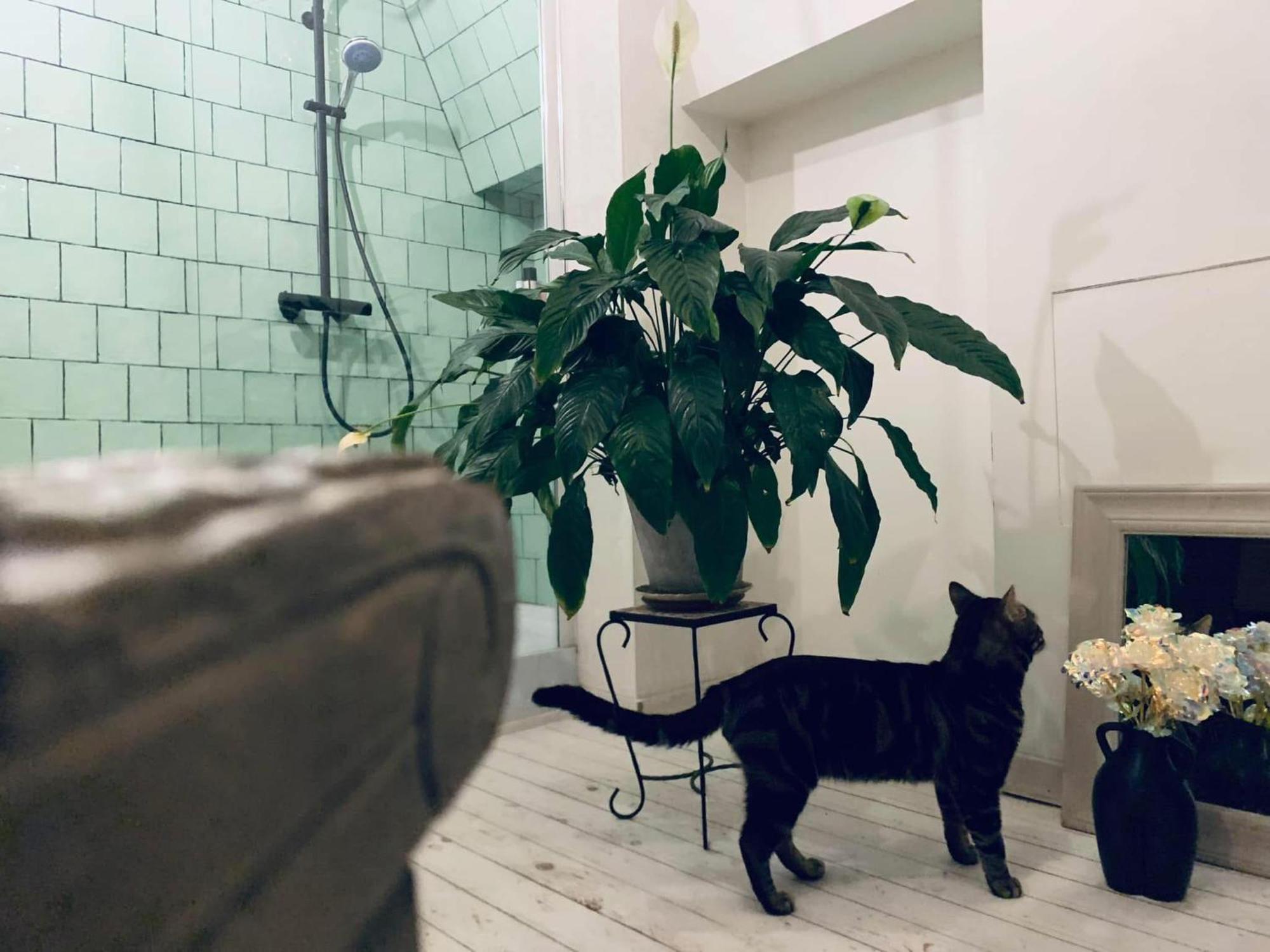 Mystic'S Lodge Antwerpen Buitenkant foto
